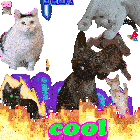 a collage of cats with the word cool in the middle