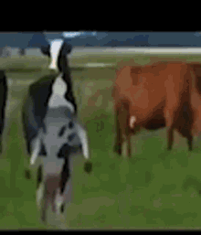 Cow Vibe GIF