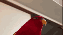 Parrot GIF