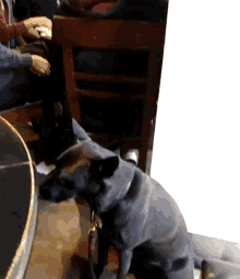 a dog on a leash sits on the floor in front of a table