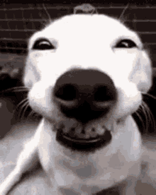 Dog Smile GIF - Dog Smile Ham Wonjin GIFs