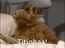a close up of a dog laying on a bed with the words titinhaa written on the bottom .