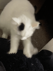 a white cat with black spots on its face is playing with a black object