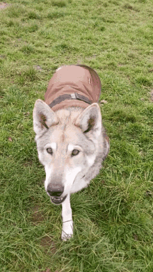 Kratu Wolfdog GIF - Kratu Wolfdog Catch GIFs