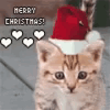 Cats Fluffy GIF