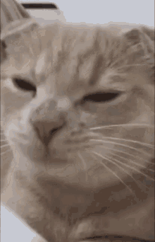 a close up of a cat 's face with his eyes closed