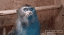 Funny Animals Monkey GIF - Funny Animals Monkey Hmph GIFs