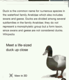 Xrup Duck GIF - Xrup Duck Real Size GIFs