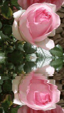 Flower5 Rose5water GIF - Flower5 Rose5water Pink5 GIFs