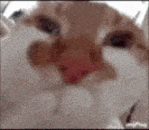 a close up of a cat with a red nose .