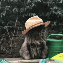 Cats In Hats Funny Animals GIF