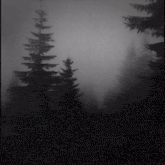 a black and white photo of a foggy forest with trees in the background .