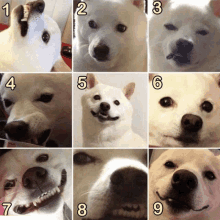 Dogs Who Are You GIF - Dogs Who Are You Crisprmensch GIFs