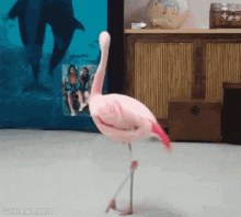 Dancing Flamingo GIF - Dancing Flamingo GIFs