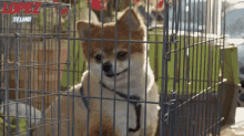 Cute Dogs GIF - George Lopez Dog Puppies GIFs