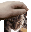 Cat Petpet Sticker - Cat Petpet Cute Stickers