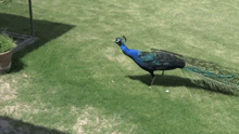 Peacock Walking GIF - Peacock Walking GIFs