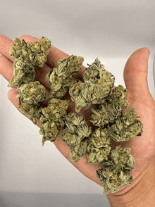 a hand holding a bunch of marijuana buds