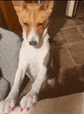 a brown and white dog with pink nails sitting on a couch