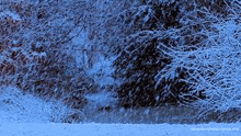 a snowy forest with trees and bushes covered in snow