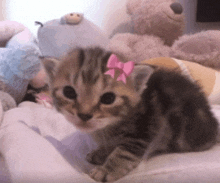 a small kitten with a pink bow on its ear