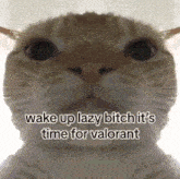 Cat Funny GIF - Cat Funny Valorant GIFs