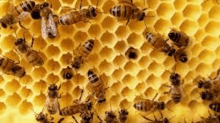 Bees Pollinator GIF - Bees Pollinator Insect GIFs