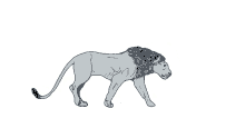 jungle lion