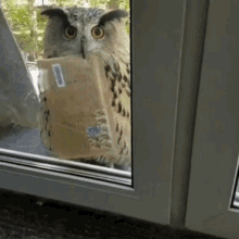 youve got mail mail get the mail package what a hoot