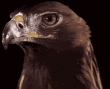 Eagle Bird GIF - Eagle Bird GIFs