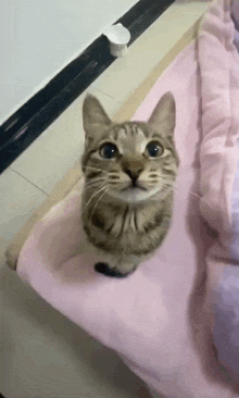 Cat Cat Dance GIF - Cat Cat Dance Jiggle Cat GIFs