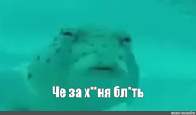 a fish is swimming in the water with the words che za x nia bl * tb on the bottom