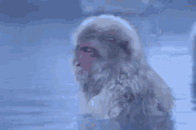 обезьяна Monkey GIF - обезьяна Monkey отдых GIFs