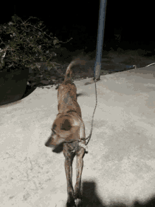 a dog is chained to a pole and walking on the ground