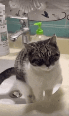 Cat Sink GIF - Cat Sink Poop GIFs