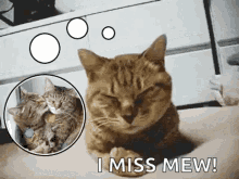 Sad Cat GIF - Sad Cat Sorrow GIFs