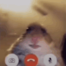 Hamster Notahedgehog GIF - Hamster Notahedgehog Babooshka GIFs