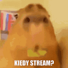 Kiedy Stream Capybara GIF - Kiedy Stream Capybara GIFs