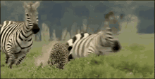 Animals Zebra GIF