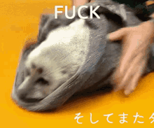 Seal Creature GIF - Seal Creature Fuck GIFs