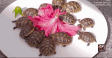 Tortoise Turtle GIF