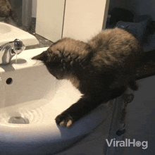 Slip Kitten GIF - Slip Kitten Viral Hog GIFs
