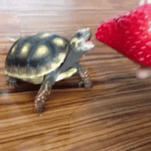 turtle cute eating strawberry