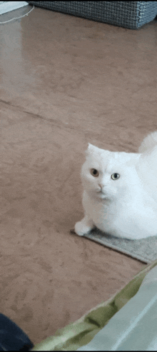 a white cat with green eyes is sitting on a rug