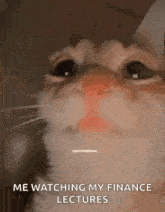 a cat is crying while watching his finance lectures .