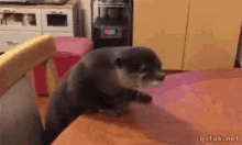 Otterfucker GIF - Otter What Did You Call Me Attack GIFs