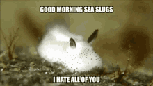 Sea Slug Studio Good Morning GIF - Sea Slug Studio Good Morning Sea Slugs GIFs