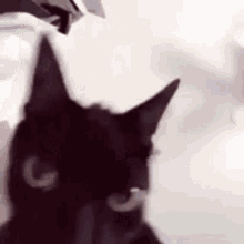 Gato Gatos GIF - Gato Gatos Gatotic GIFs
