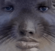 a close up of a cat 's face with a person 's face in the background