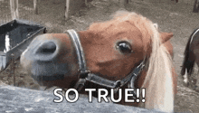 a close up of a horse 's face with the words `` so true '' written on it .